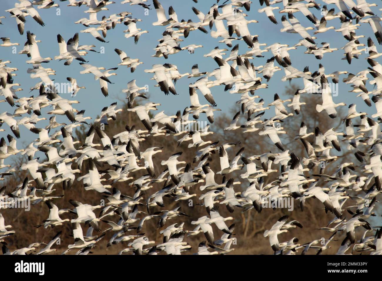 Schneegänse (Anser caerulescens) im Flug, McNary National Wildlife Refuge, Washington Stockfoto