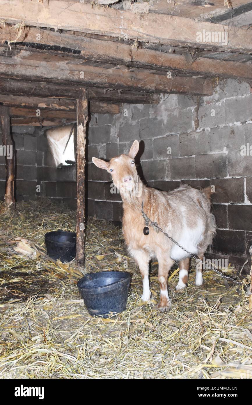 Eine süße braun-weiße Ziege steht auf einem Heu neben einem Topf und Eimern im Stall. Stockfoto