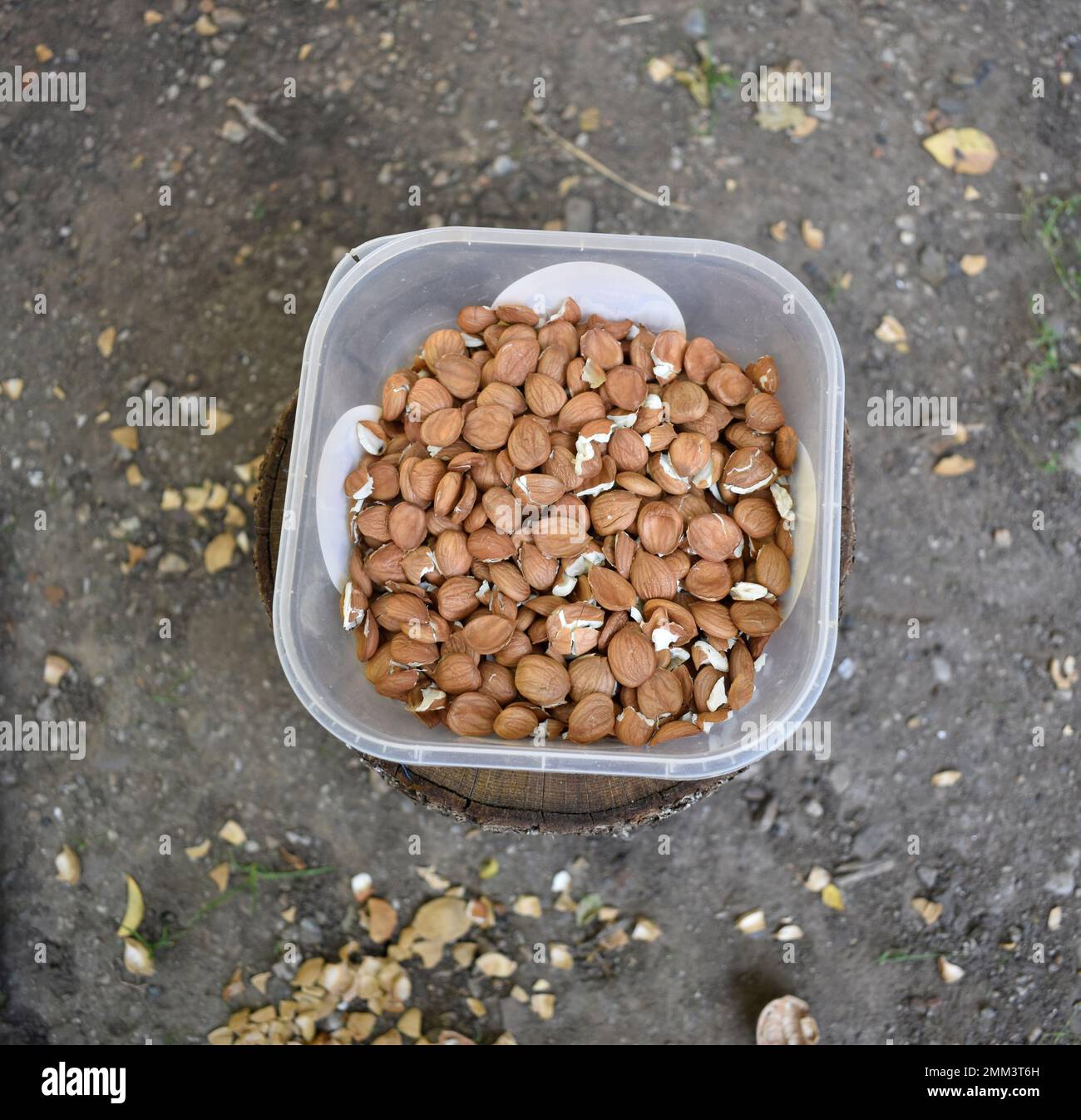 Aprikosengruben in einer transparenten Schüssel bereiten sich zum Essen vor. Boden und Natur im Hintergrund. Stockfoto