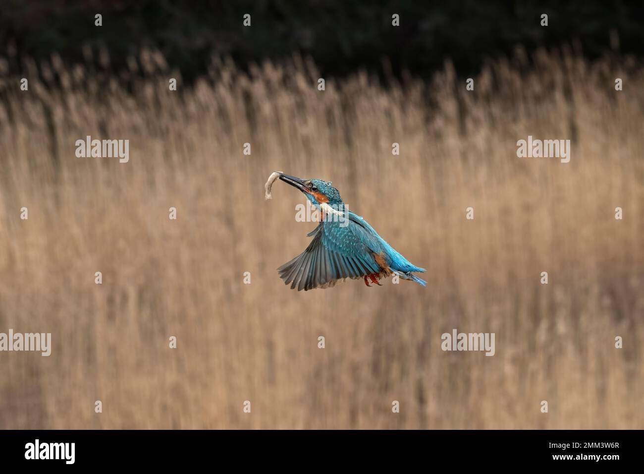 Kingfisher, der nach Fischen taucht, vor einem Reedbed, Nahaufnahme im Frühling in Schottland Stockfoto