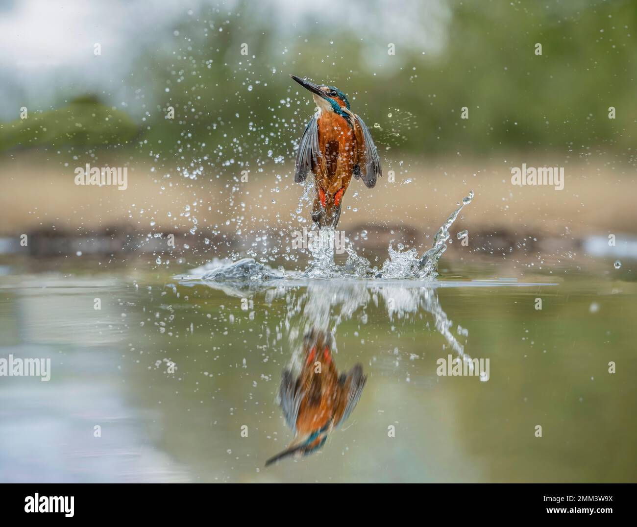 Kingfisher, Tauchen nach Fischen, Nahaufnahme im Frühling in Schottland Stockfoto