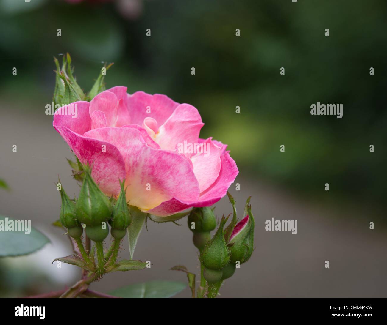 Eine Spätsommerblüte und Knospen von rosafarbenem Mischmoschus Rosa Erfurt in einem britischen Garten im September Stockfoto