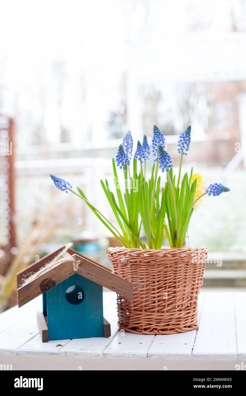 Frühlingsblumen Frühlingszwiebel Traubenhyazinth Muscari und gelbe Hyazinth in handgemachtem Korb aus Korb aus Korb und blauem Holz Vogelfutter auf weißem Holztisch Stockfoto