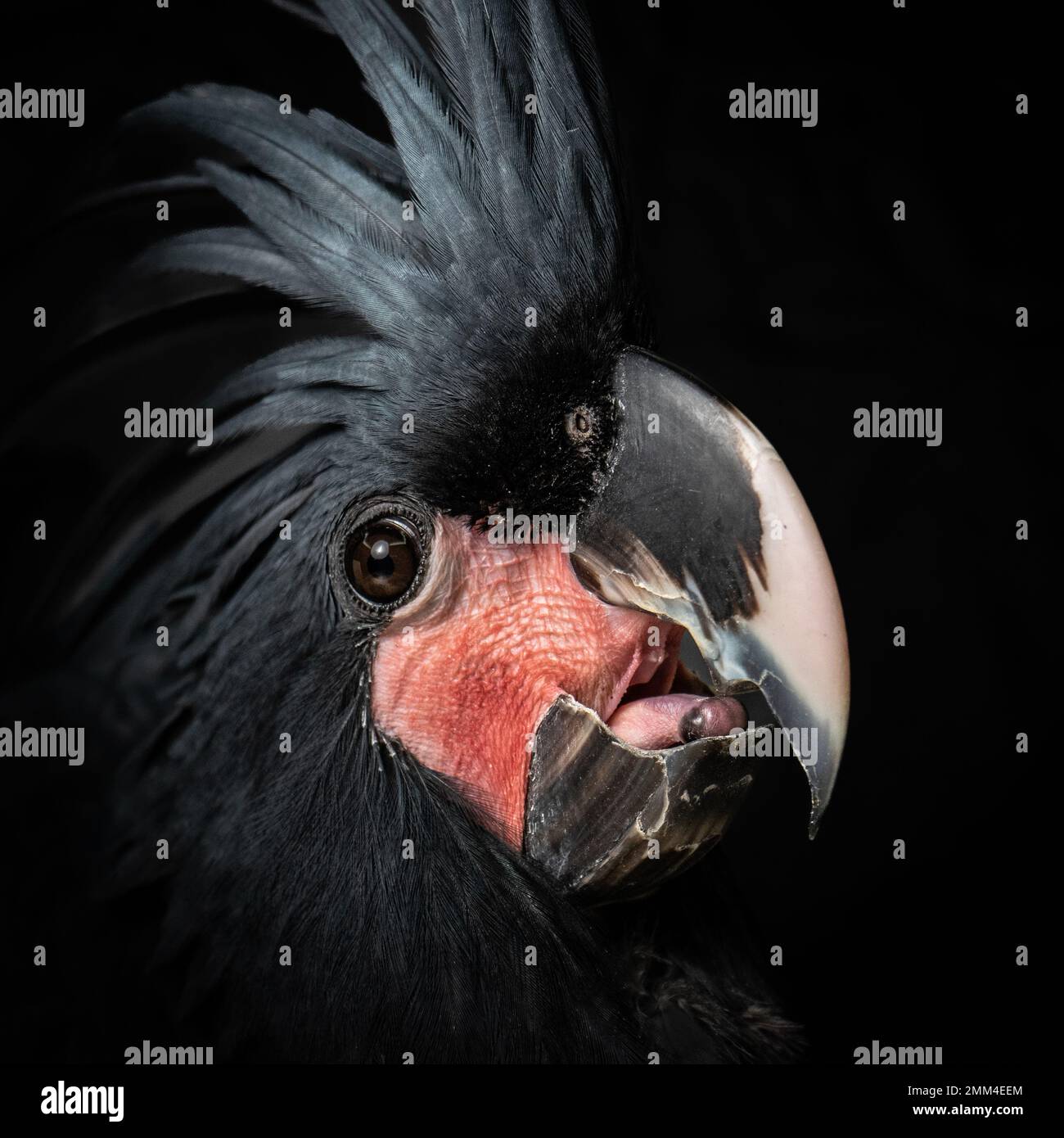 Porträt eines schwarzen Palmenkadaos. Seltenes, teures und exotisches Haustier Stockfoto