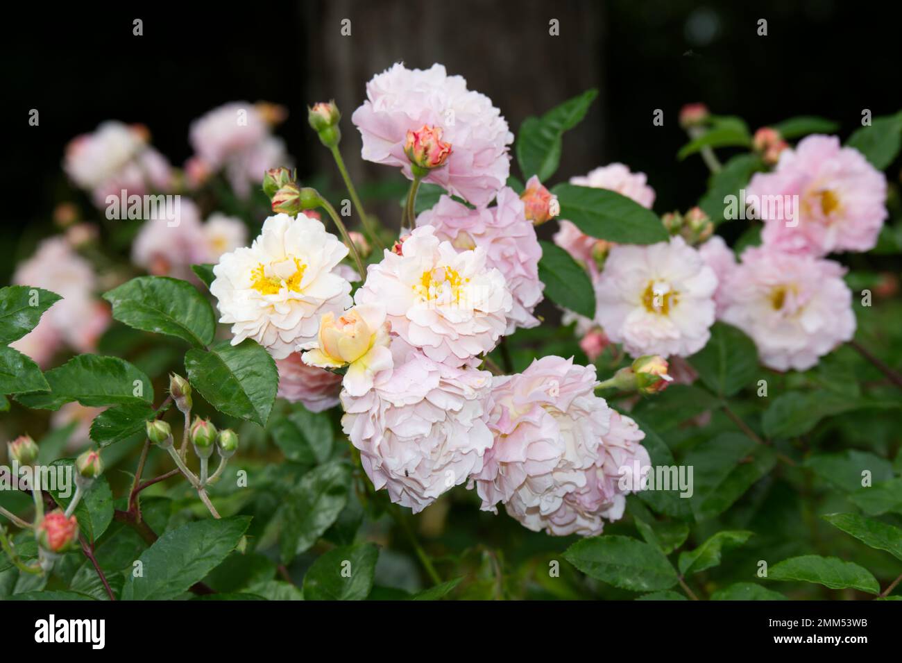 Blassrosa Herbstblumen von Rosa Cornelia in einem britischen Garten im September Stockfoto