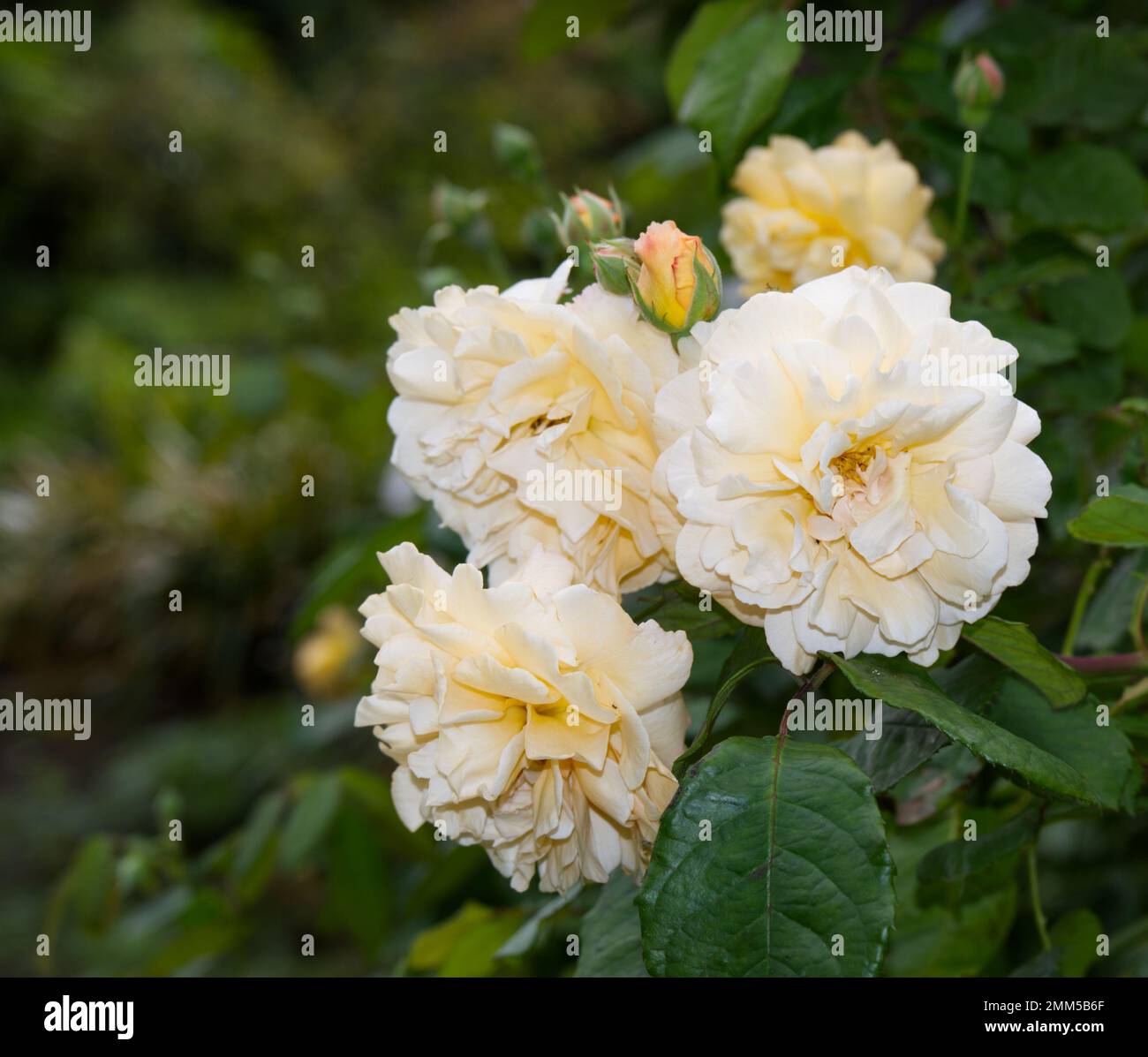 Blassgelbe / cremefarbene Herbstblumen von Rosa Buff Beauty in einem britischen Garten im September Stockfoto