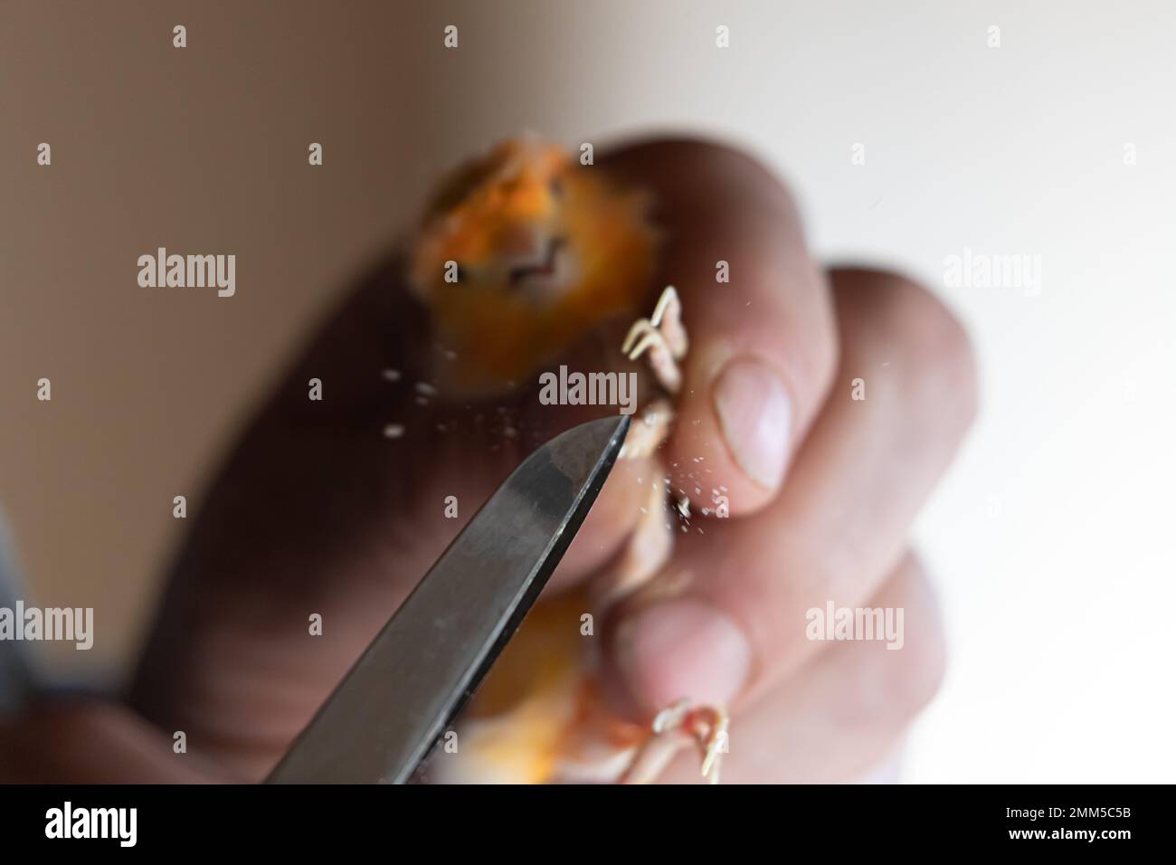 Klauen eines gelben kanarienvogel durchschneiden, Kanariennägel klopfen Stockfoto