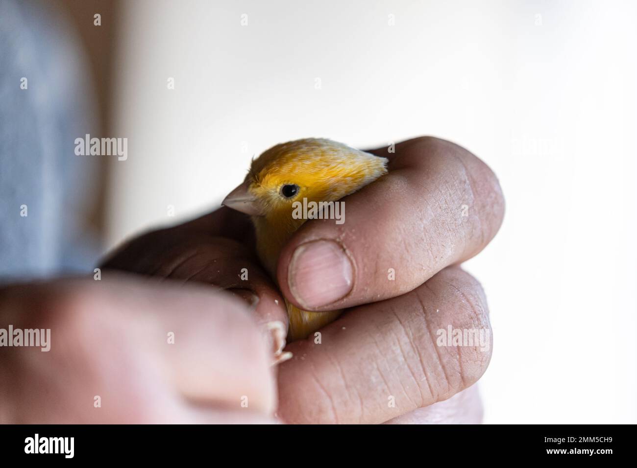 Klauen eines gelben kanarienvogel durchschneiden, Kanariennägel klopfen Stockfoto