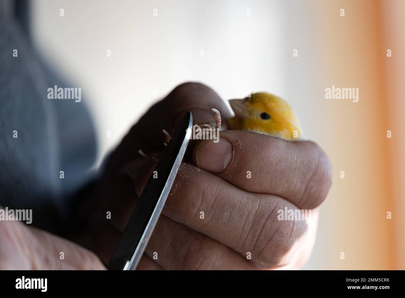 Klauen eines gelben kanarienvogel durchschneiden, Kanariennägel klopfen Stockfoto