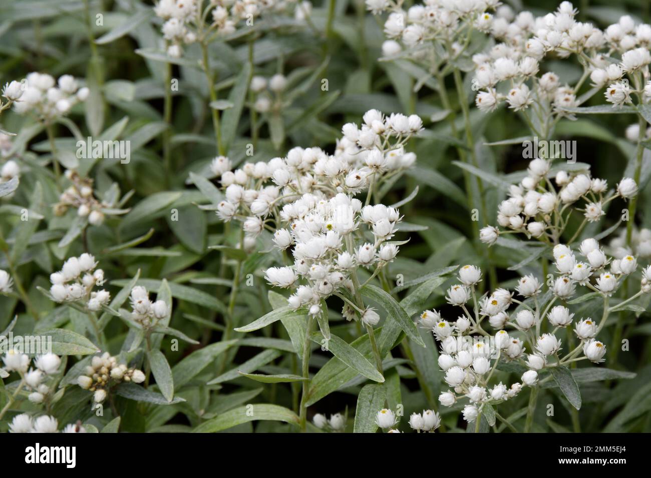 Weiße Herbstblumen von Perlmutt, Anaphalis Triplinervis im britischen Garten September Stockfoto