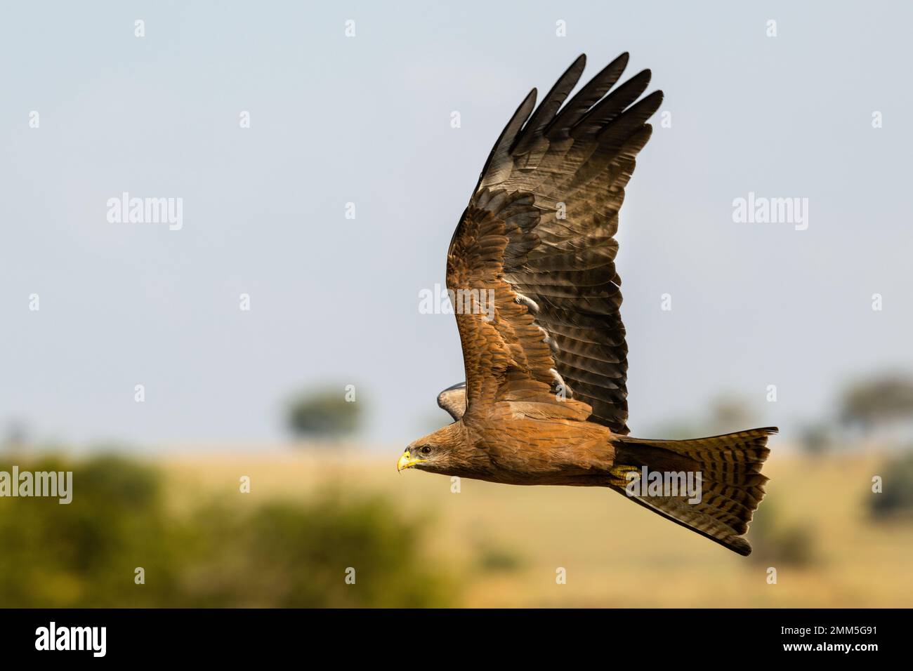 Ein schwarzer Drachen, der im Flug unten im Kidepo-Tal von Nord-Uganda fotografiert wurde. Stockfoto