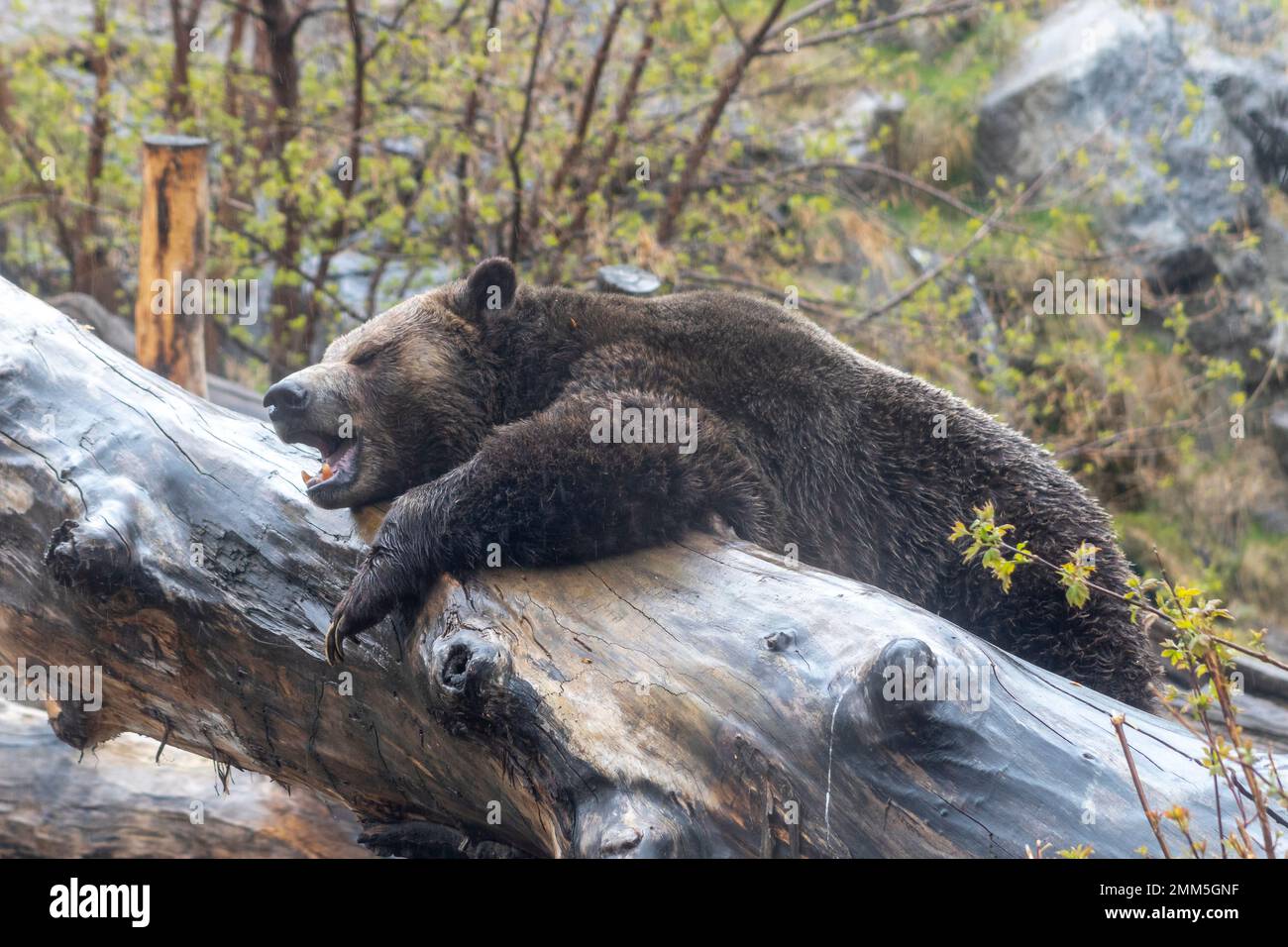 Grizzly Bear auf einem Holzstamm Stockfoto