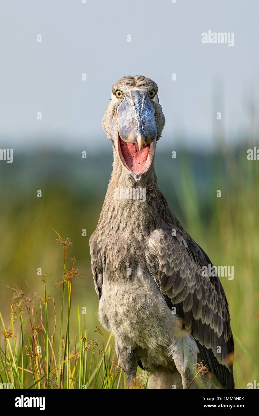 Schuhschnabel fotografiert in den Mabamba Feuchtgebieten, am Rand des Victoria-Sees nahe Entebbe, Uganda. Stockfoto