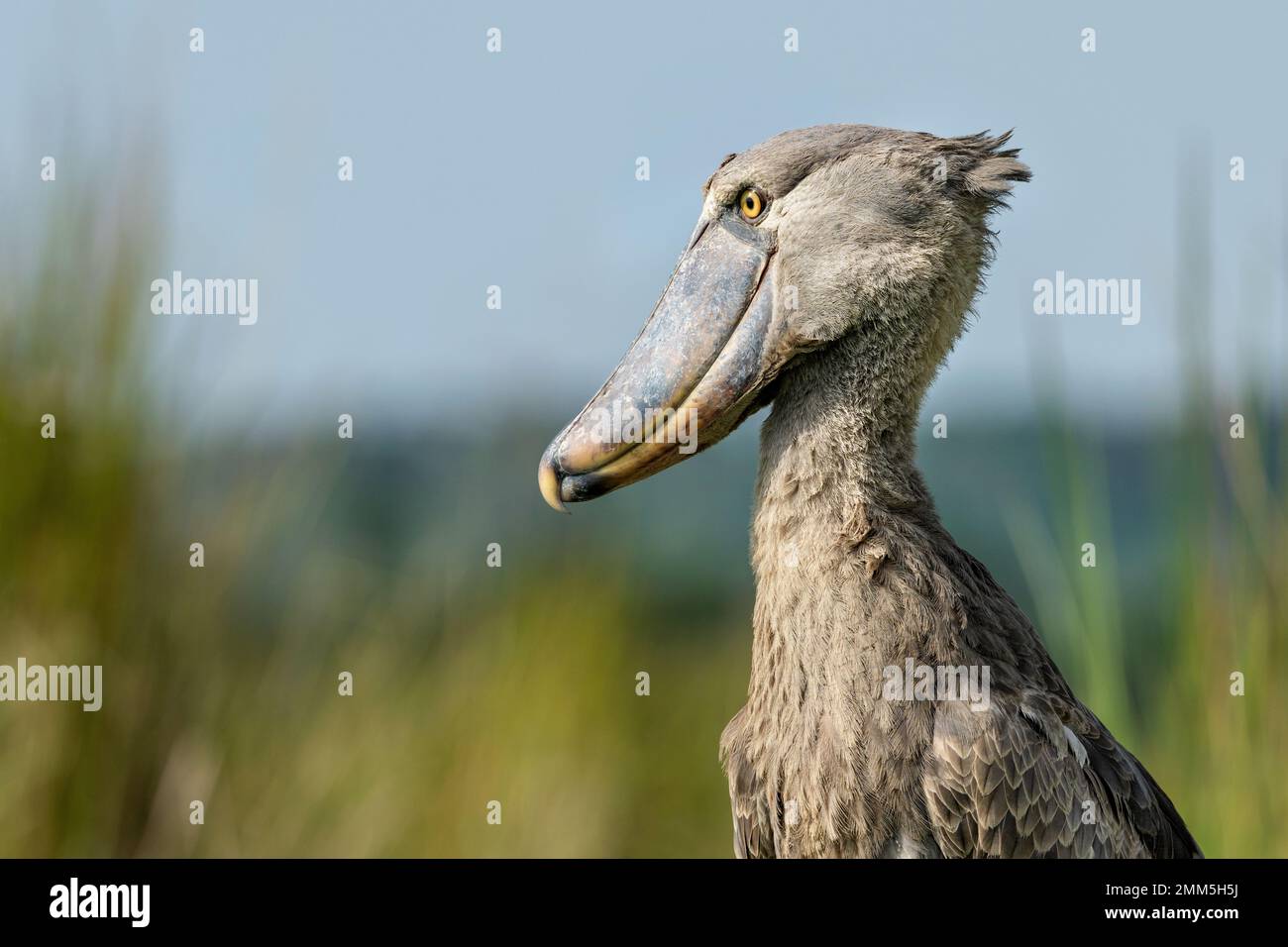 Schuhschnabel fotografiert in den Mabamba Feuchtgebieten, am Rand des Victoria-Sees nahe Entebbe, Uganda. Stockfoto