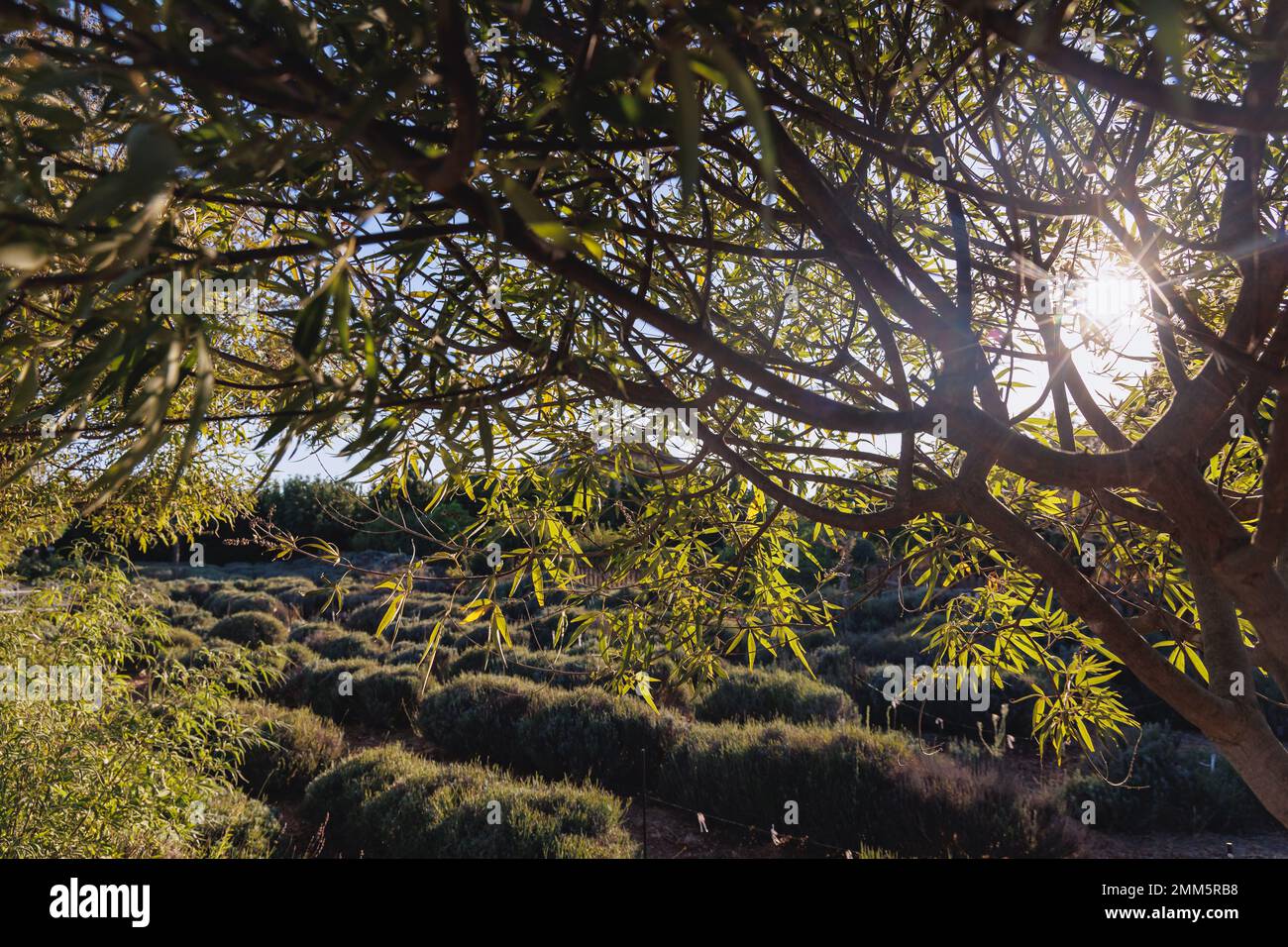 Vitex-Agnus-Castus-Pflanze genannt Keusche Baum im Zyperninselland Stockfoto