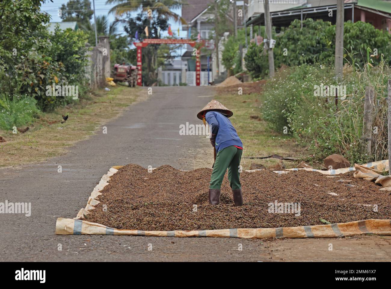 Kaffee anbauen, Kaffeebohnen auf der Straße trocknen, während der Bauer Bohnen in der Sonne verwandelt, Annam, Vietnam. Dezember Stockfoto