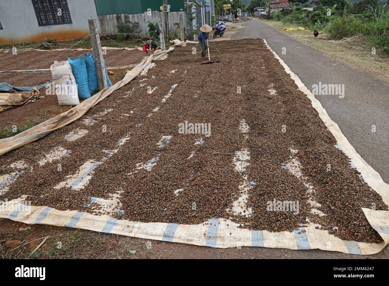 Kaffee anbauen, Kaffeebohnen auf der Straße trocknen, während der Bauer Bohnen in der Sonne verwandelt, Annam, Vietnam. Dezember Stockfoto