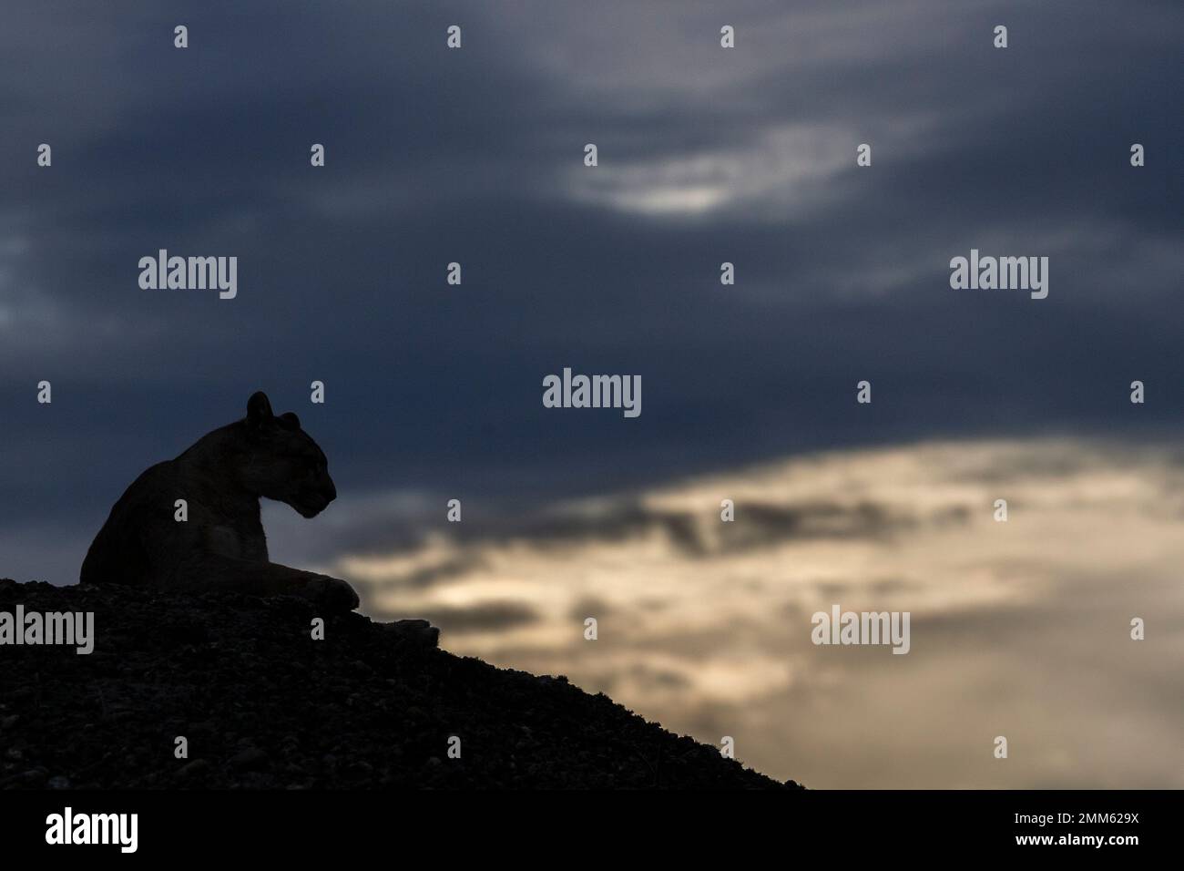 Ich habe diese Fotos im November 2019 auf der Suche nach Pumas im Torres Del Paine Nationalpark gemacht Stockfoto