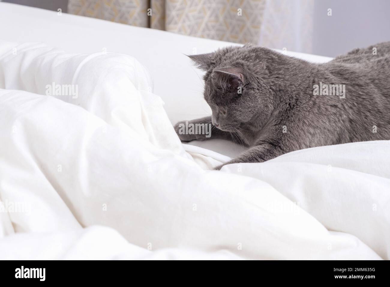 Grauer Katzenfarn spielt mit der Hand eines Mannes, der unter der Decke herausblickt. Spiele mit Haustieren im Bett. Eine heimische graue Katze stört den Schlaf. Unangenehmes Erwachen. Stockfoto