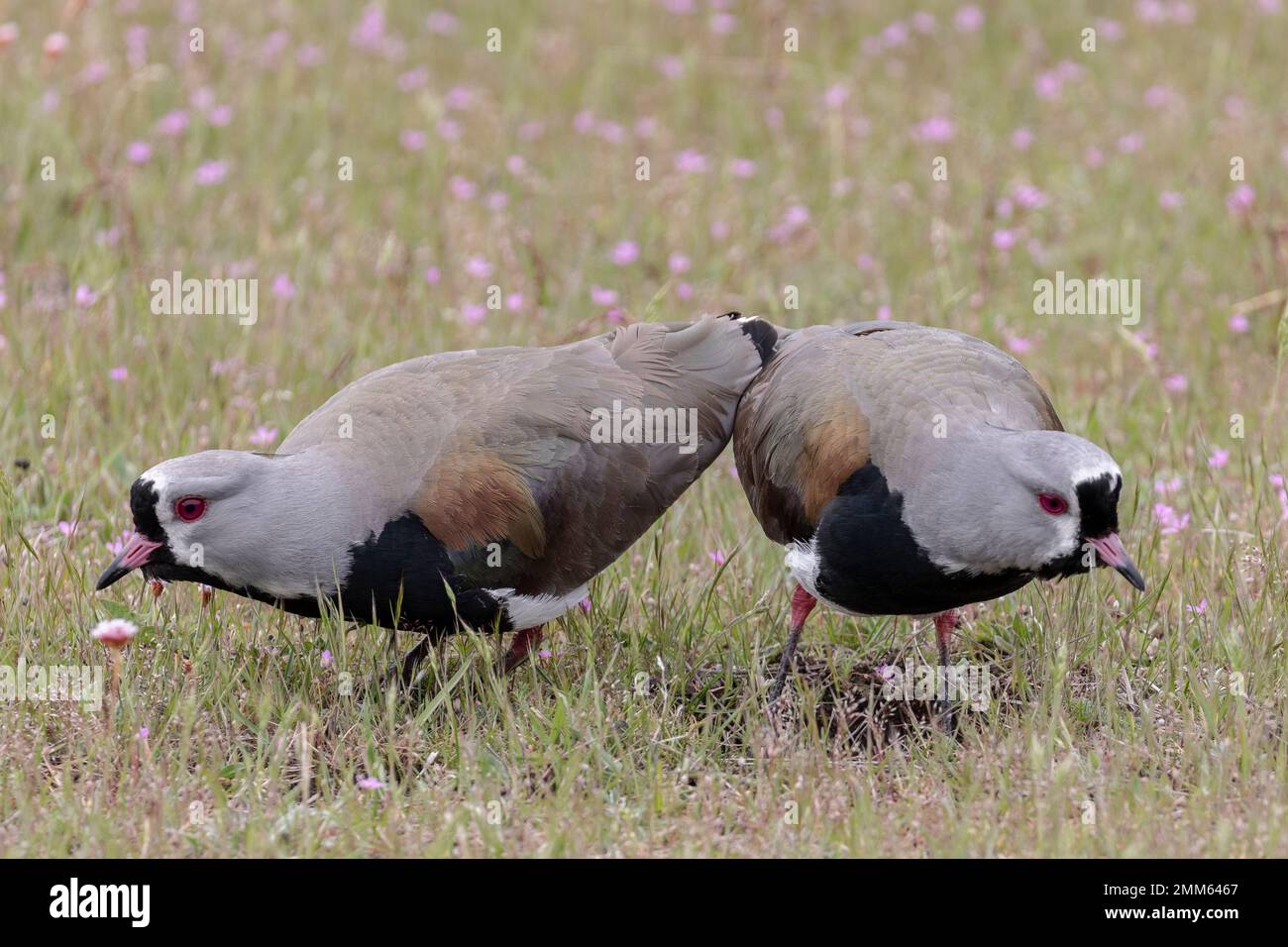 Ich habe diese Fotos im November 2019 auf der Suche nach Pumas im Torres Del Paine Nationalpark gemacht Stockfoto