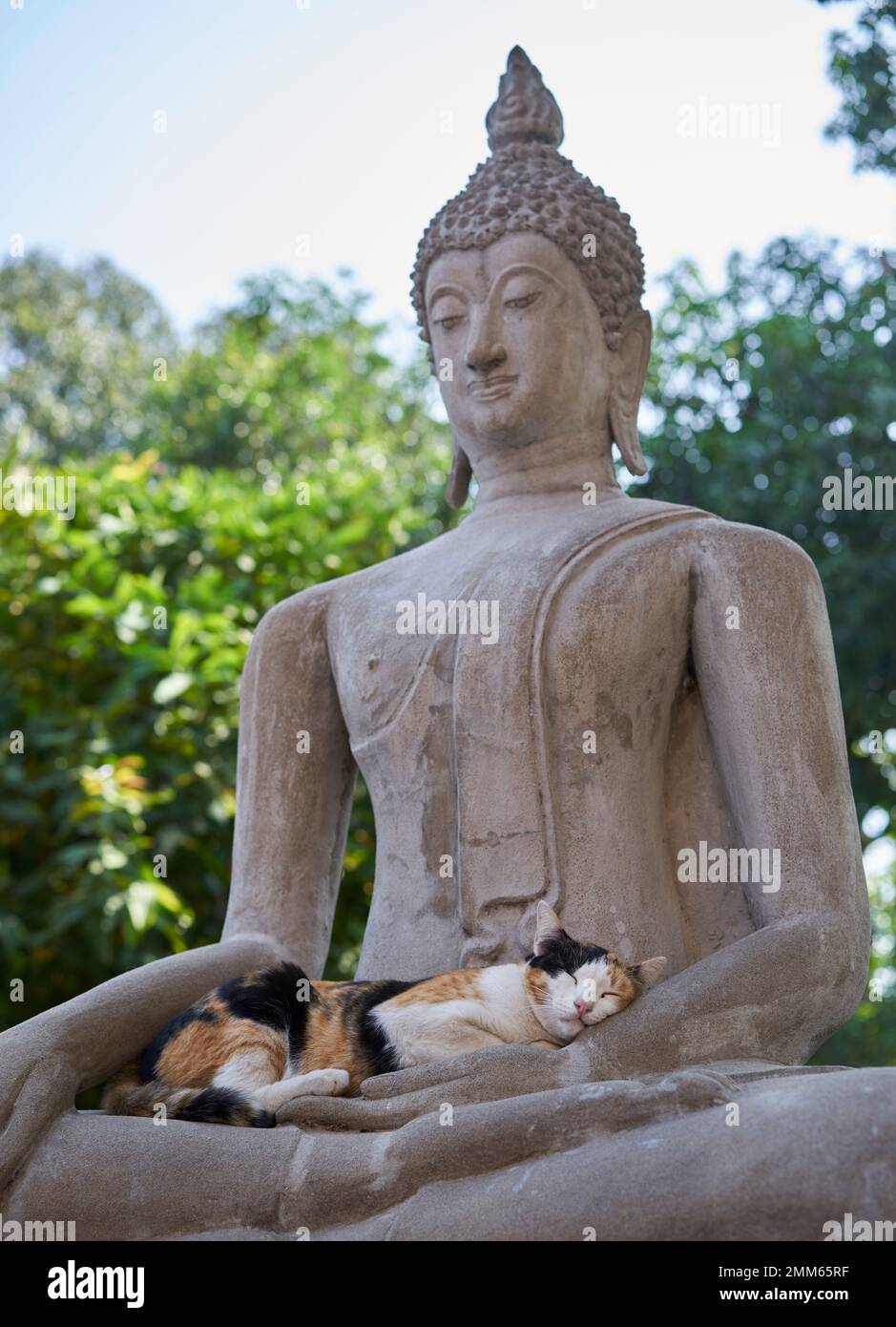 Eine Katze, die in der Hand des Buddha schläft. Stockfoto