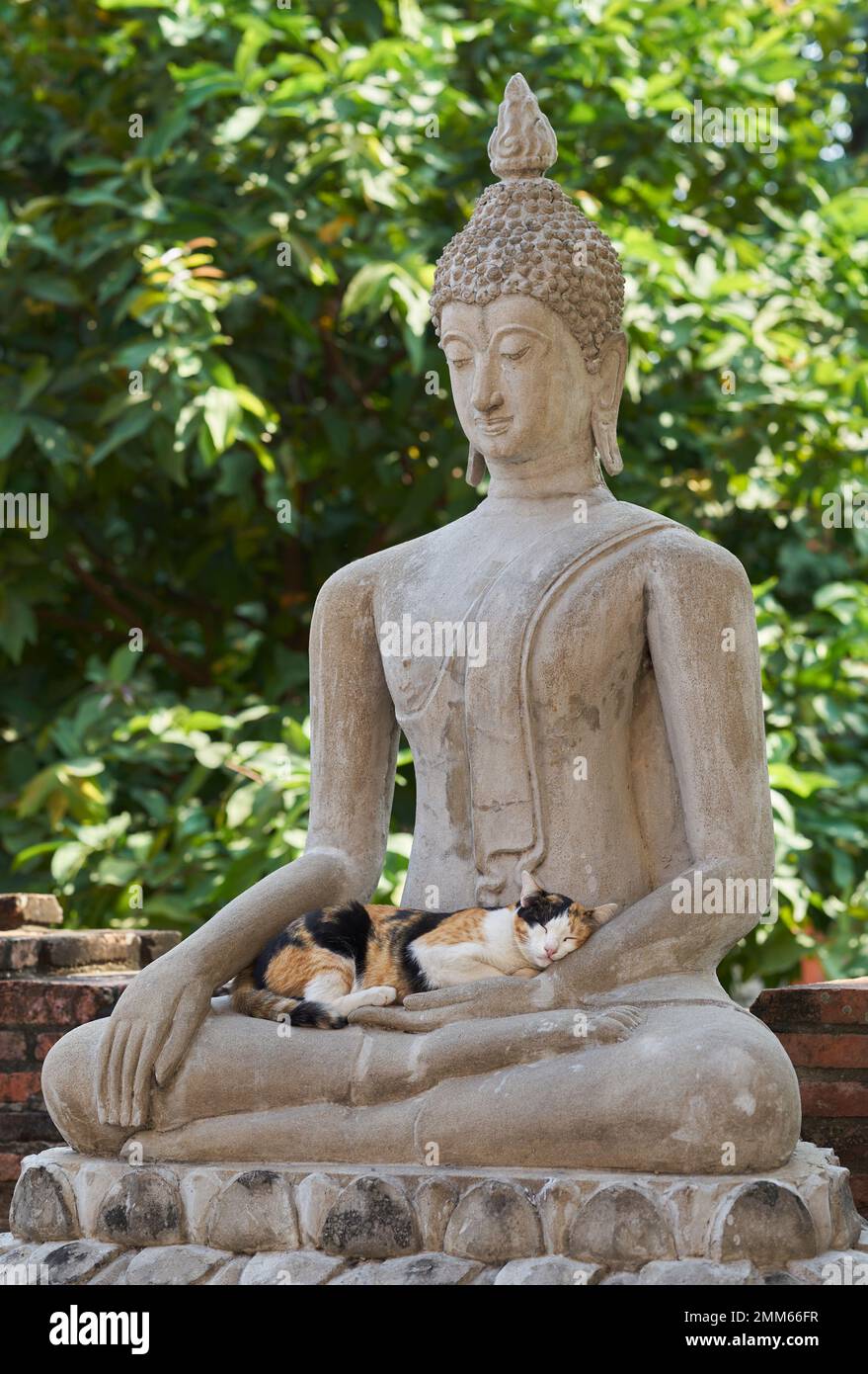 Eine Katze, die in der Hand des Buddha schläft. Stockfoto