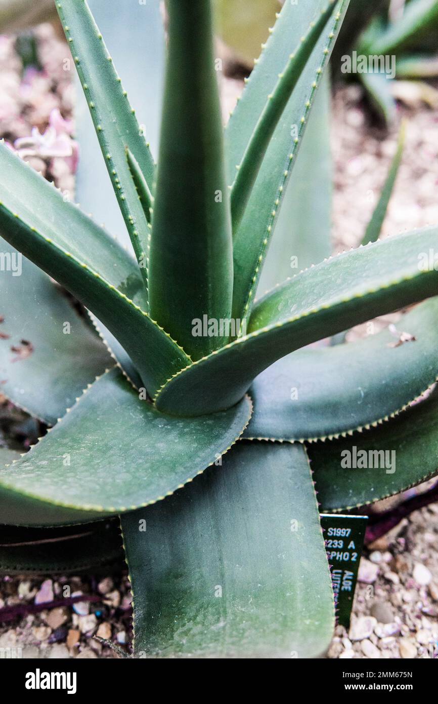 victoriae reginae agave Agave victoriae-reginae | Plants main image 1