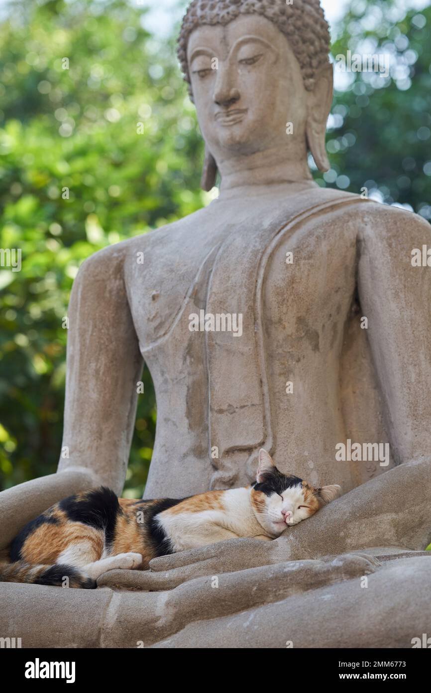 Eine Katze, die in der Hand des Buddha schläft. Stockfoto