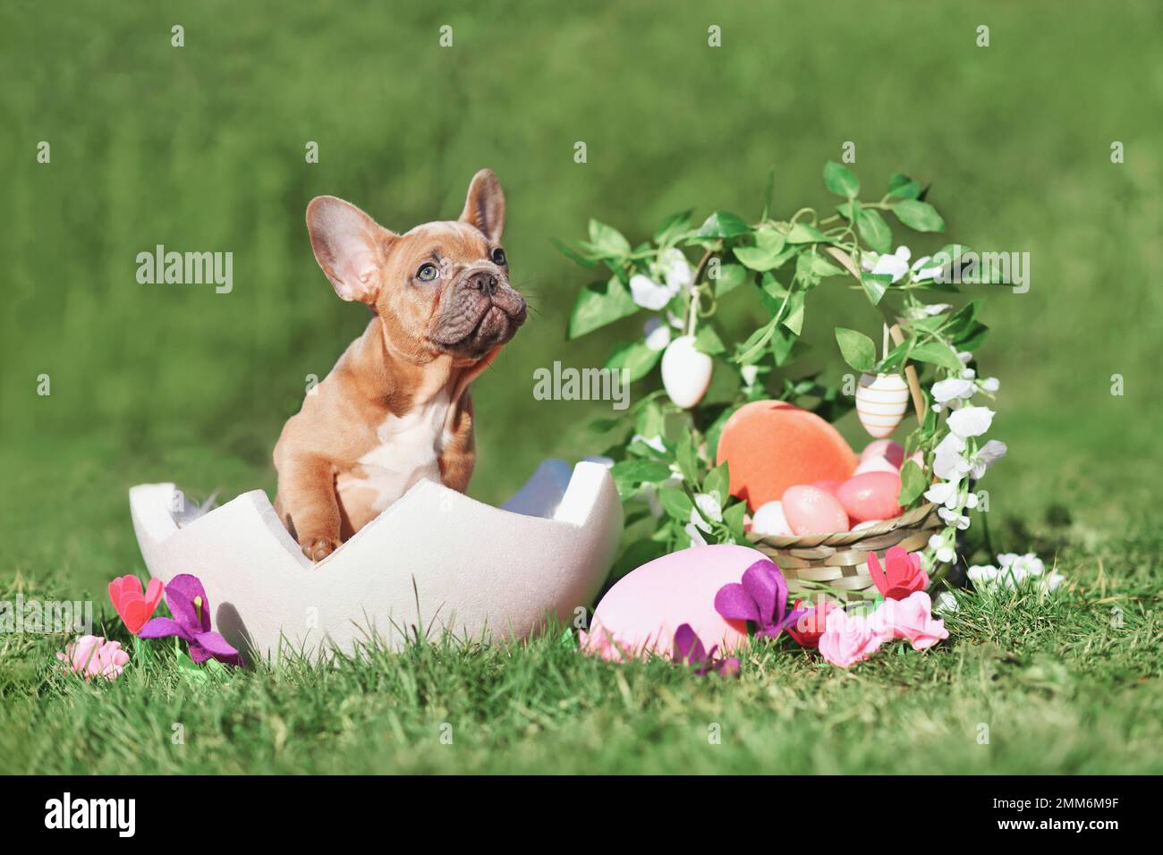 Französischer Bulldog Hundewelpe in Eierschale neben Osterkorb und farbenfrohe Eier mit Frühlingsblumen Stockfoto