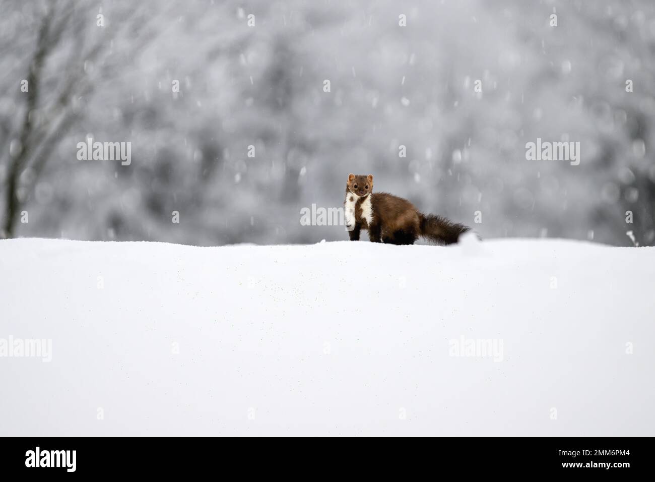 Der Marder läuft auf dem neu gefallenen Schnee und klettert in die Baumhohle. Stockfoto