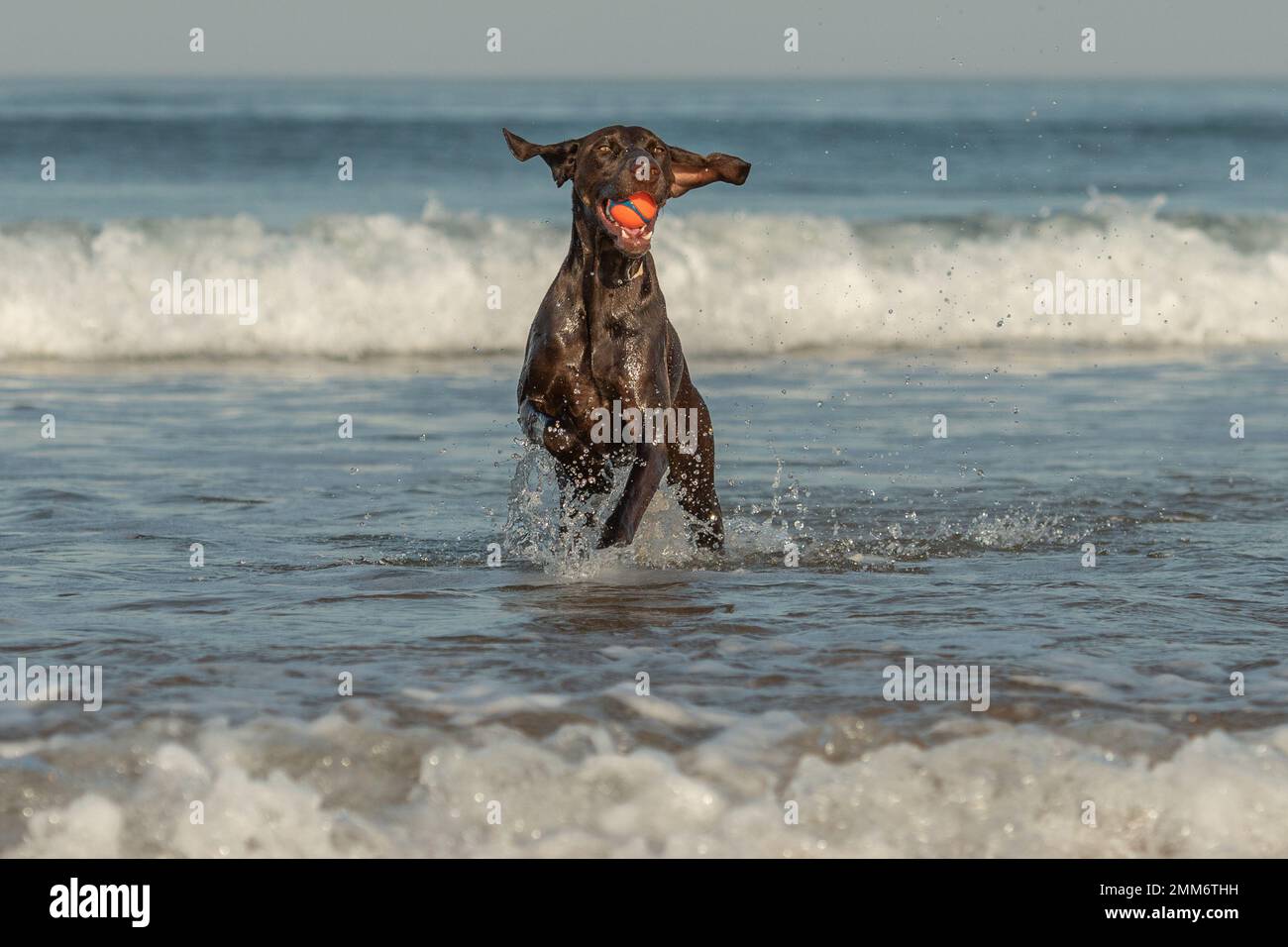 Deutscher Pointer-Hund, der mit dem Kuckit-Ball im Meer spielt, in Pembrokeshire Stockfoto