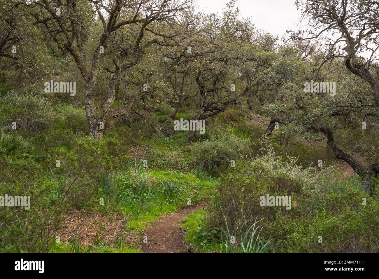 Wanderweg durch dichten Wald, junge Korkeichenbäume im Wald in Andalusien, Spanien. Stockfoto