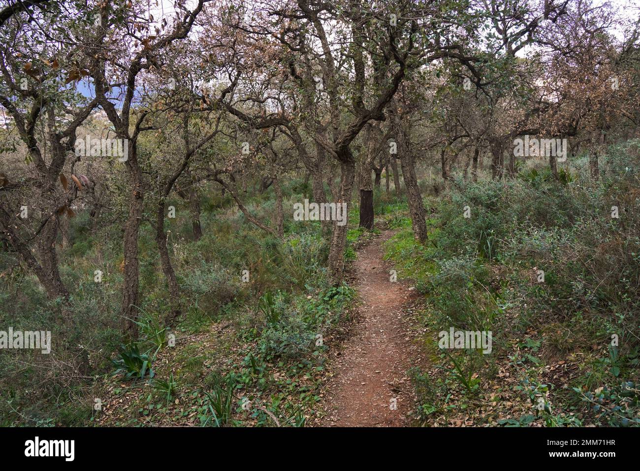 Wanderweg durch dichten Wald, junge Korkeichenbäume im Wald in Andalusien, Spanien. Stockfoto