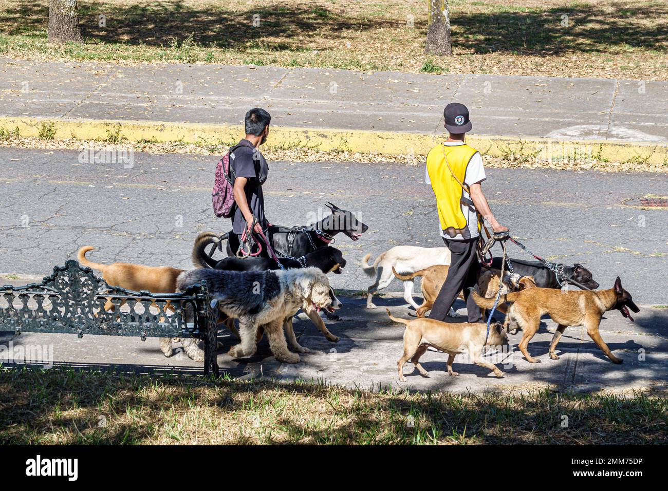 Mexiko-Stadt, Bosque de Chapultepec Abschnitt 2 Wald Hunde Leine Leine Gehhilfen, männliche Männer, Erwachsene Erwachsene, Bewohner, Fußgänger Stockfoto