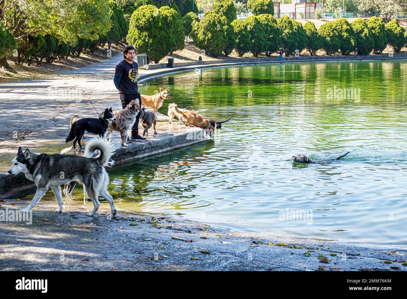 Mexiko-Stadt, Bosque de Chapultepec Abschnitt 2 Wald, Hundegang, Lago Bürgermeister, künstlicher See, männliche Männer, Erwachsene, Bewohner Stockfoto