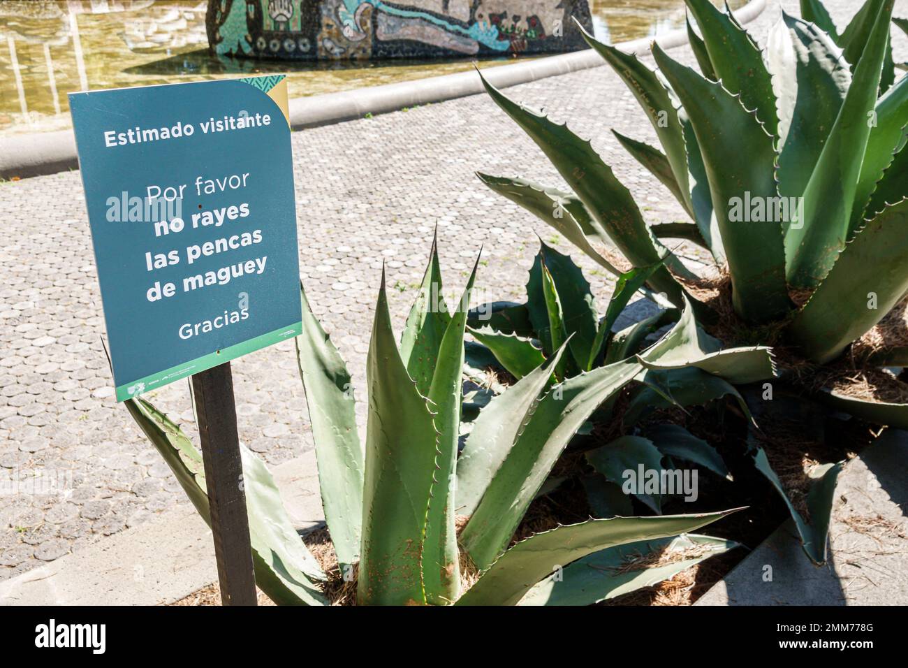 Mexiko-Stadt, Bosque de Chapultepec Abschnitt 2 Wald, Maguey Agave Pflanzen Pflanzenschutz kein Kratzer Blätter, Schilder Informationen Stockfoto