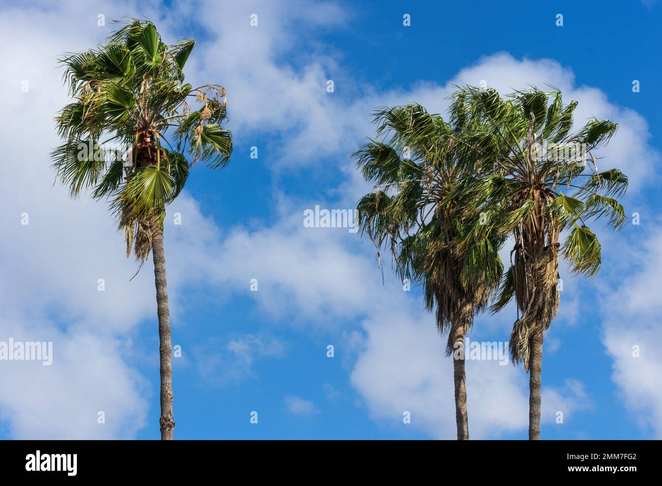 Palmen vor blauem Himmel und Wolken an einem windigen Tag. Stockfoto