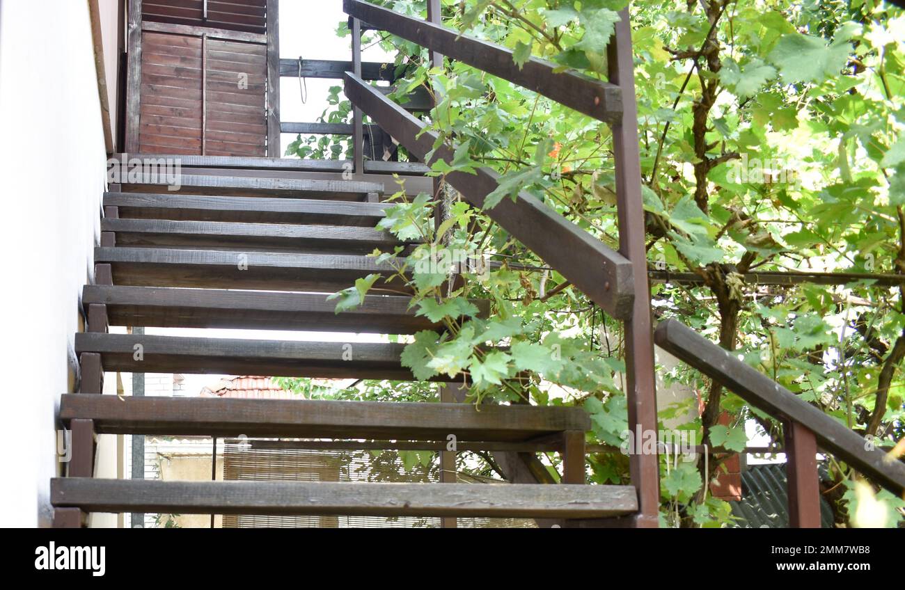 Holztreppe und Weinrebe in einem Garten Stockfoto