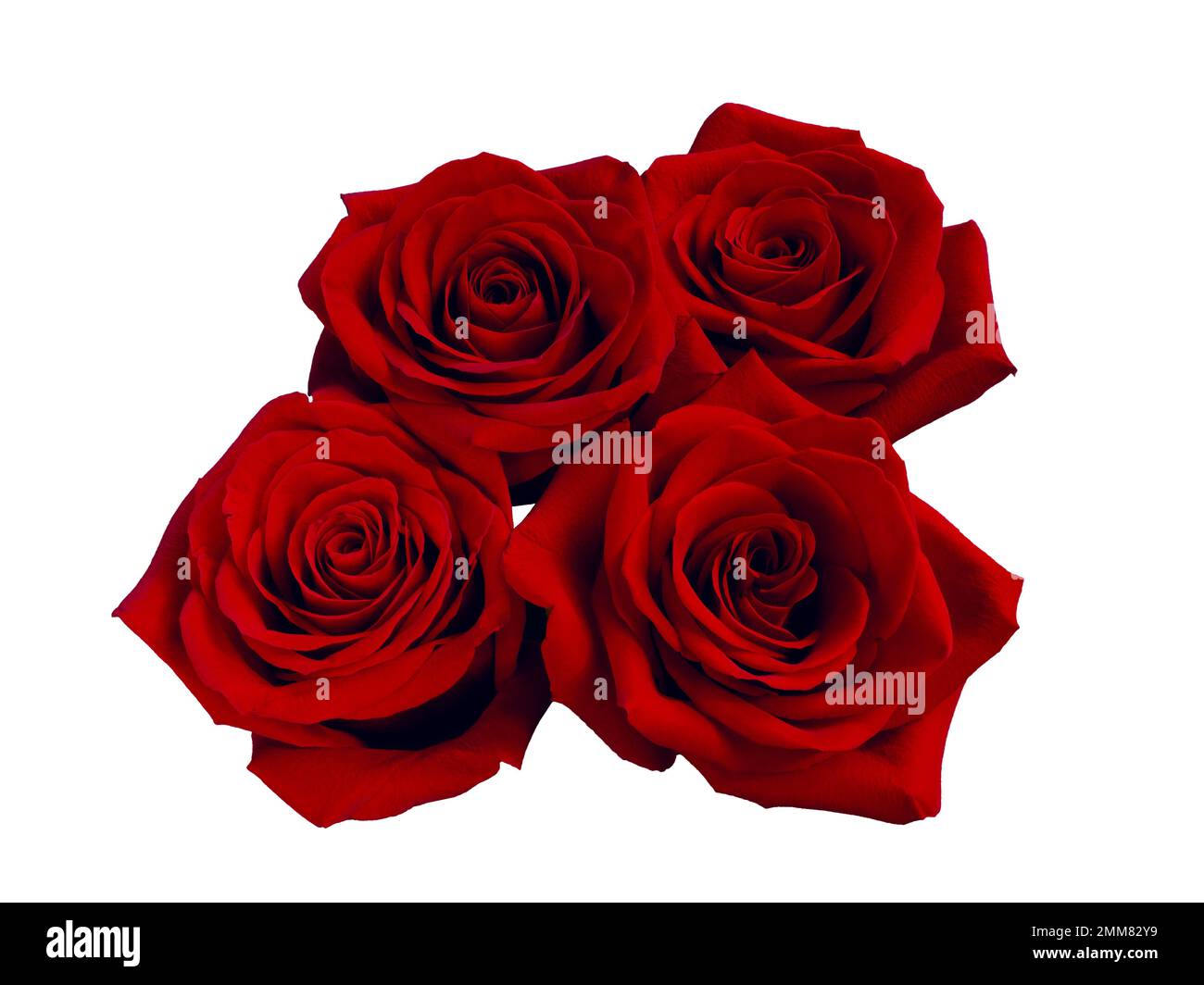 Wunderschöner Strauß aus roten Rosen, isoliert auf schwarzem Hintergrund Stockfoto