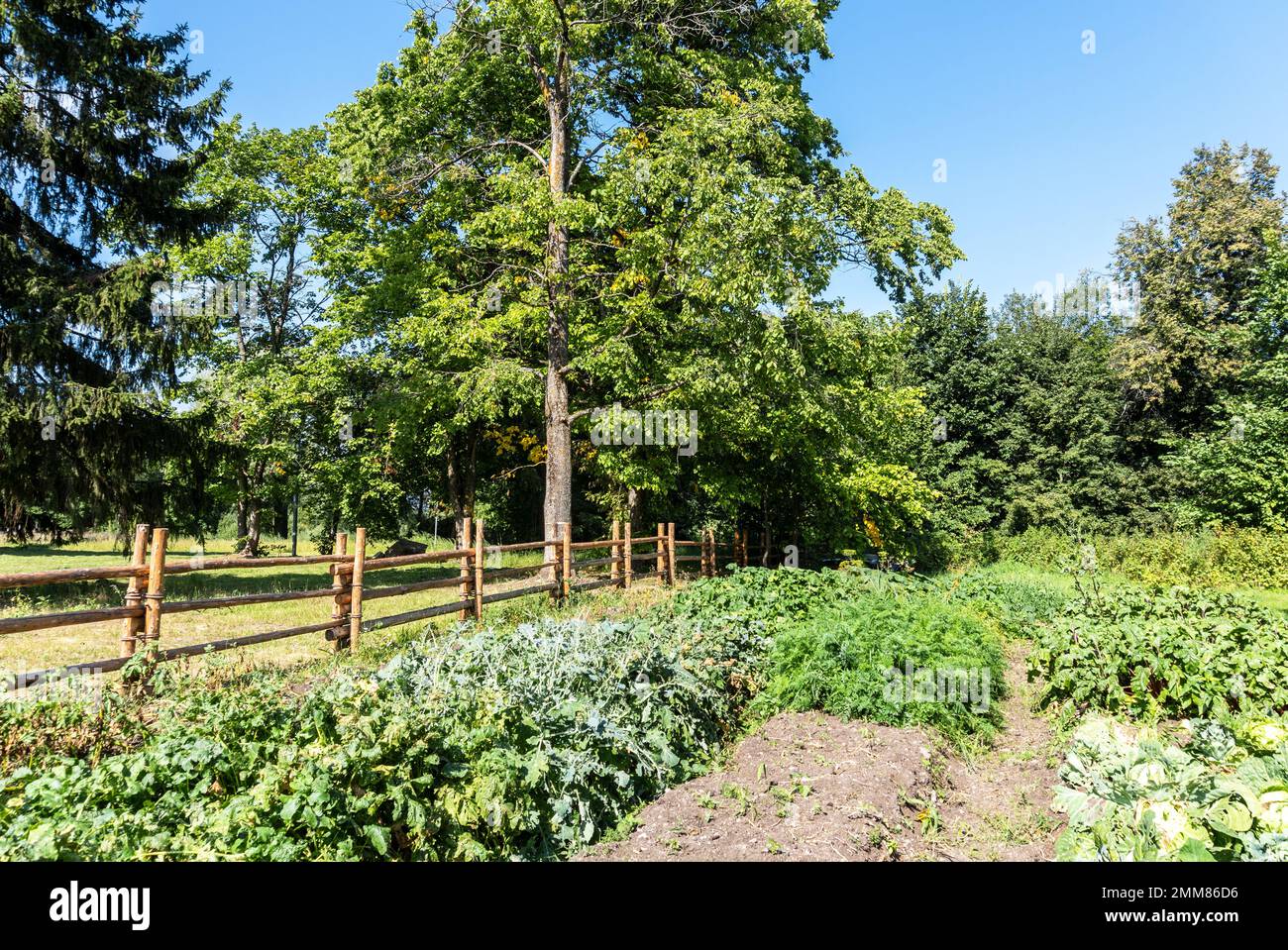 Verschiedene Gemüsesorten wachsen im Gemüsegarten an sonnigen Sommertagen Stockfoto
