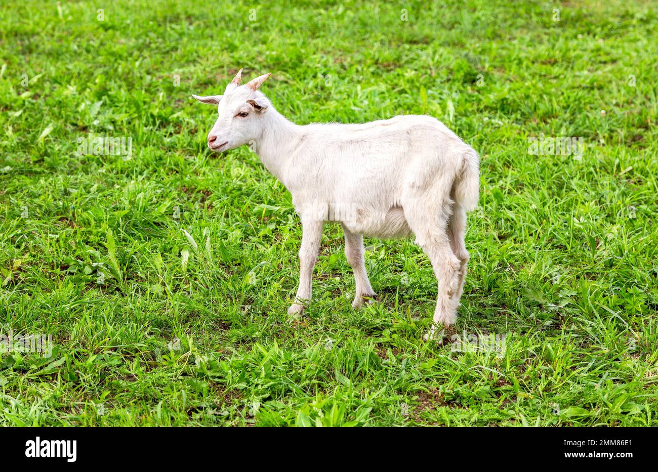 Junge Ziege, die im Sommer auf einem grünen Rasen grast. Nahaufnahme eines jungen Ziegenbildes. Bauernhoftier Stockfoto