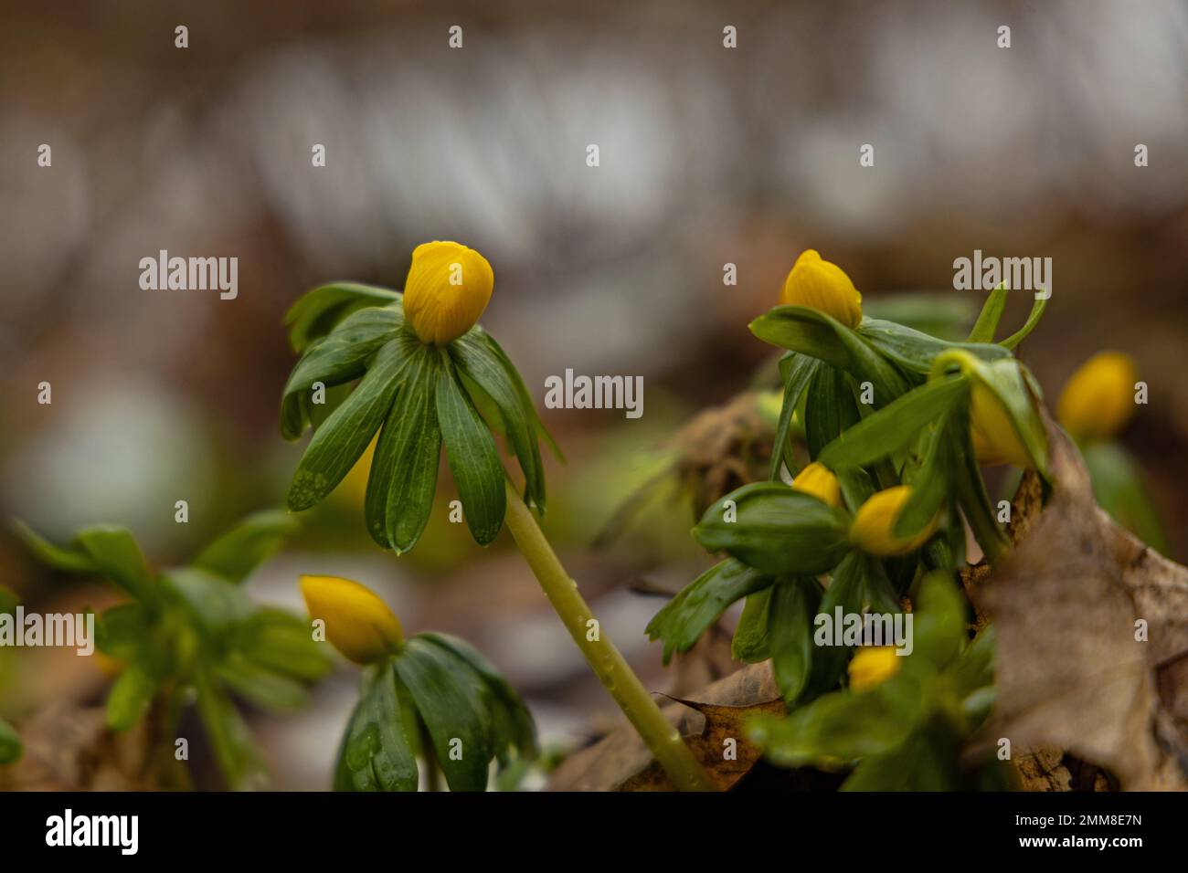 Frühwinteraconites im januar Stockfoto
