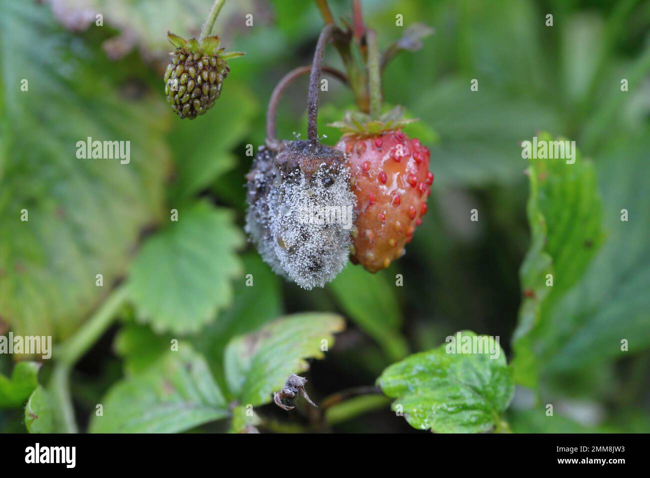 Graue Schimmelpilze (Botrytis cinerea), verrottende Erdbeerfrüchte. Stockfoto