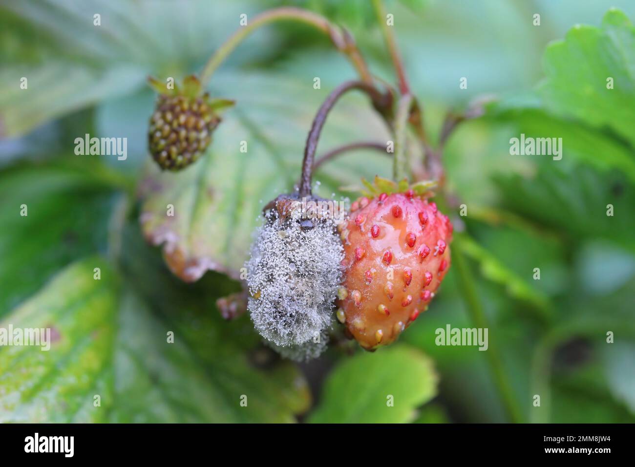 Graue Schimmelpilze (Botrytis cinerea), verrottende Erdbeerfrüchte. Stockfoto