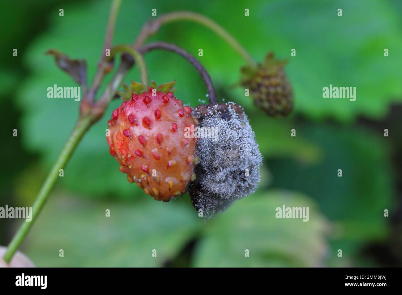 Graue Schimmelpilze (Botrytis cinerea), verrottende Erdbeerfrüchte. Stockfoto