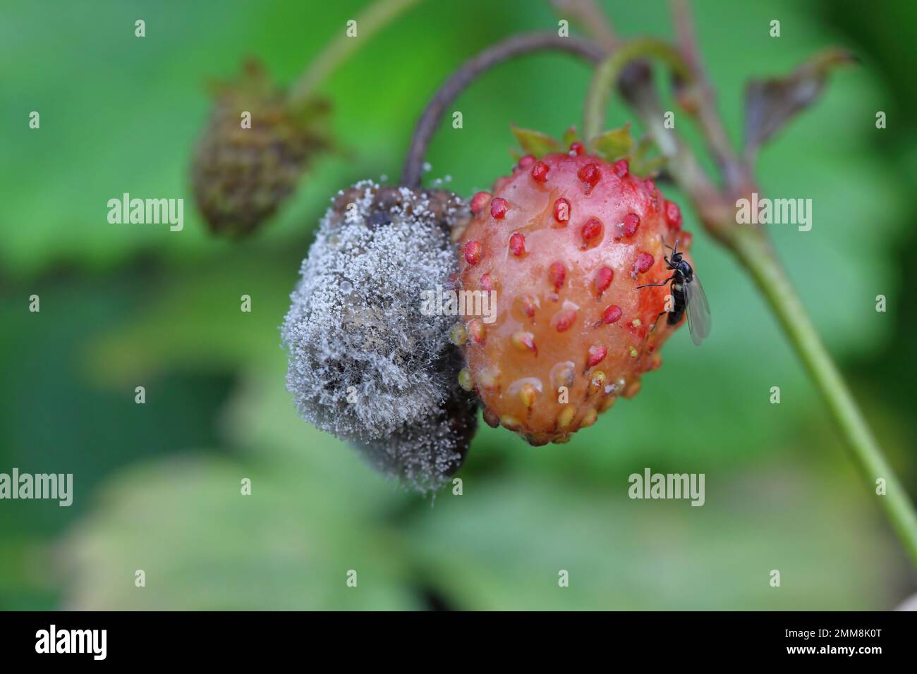 Graue Schimmelpilze (Botrytis cinerea), verrottende Erdbeerfrüchte. Stockfoto