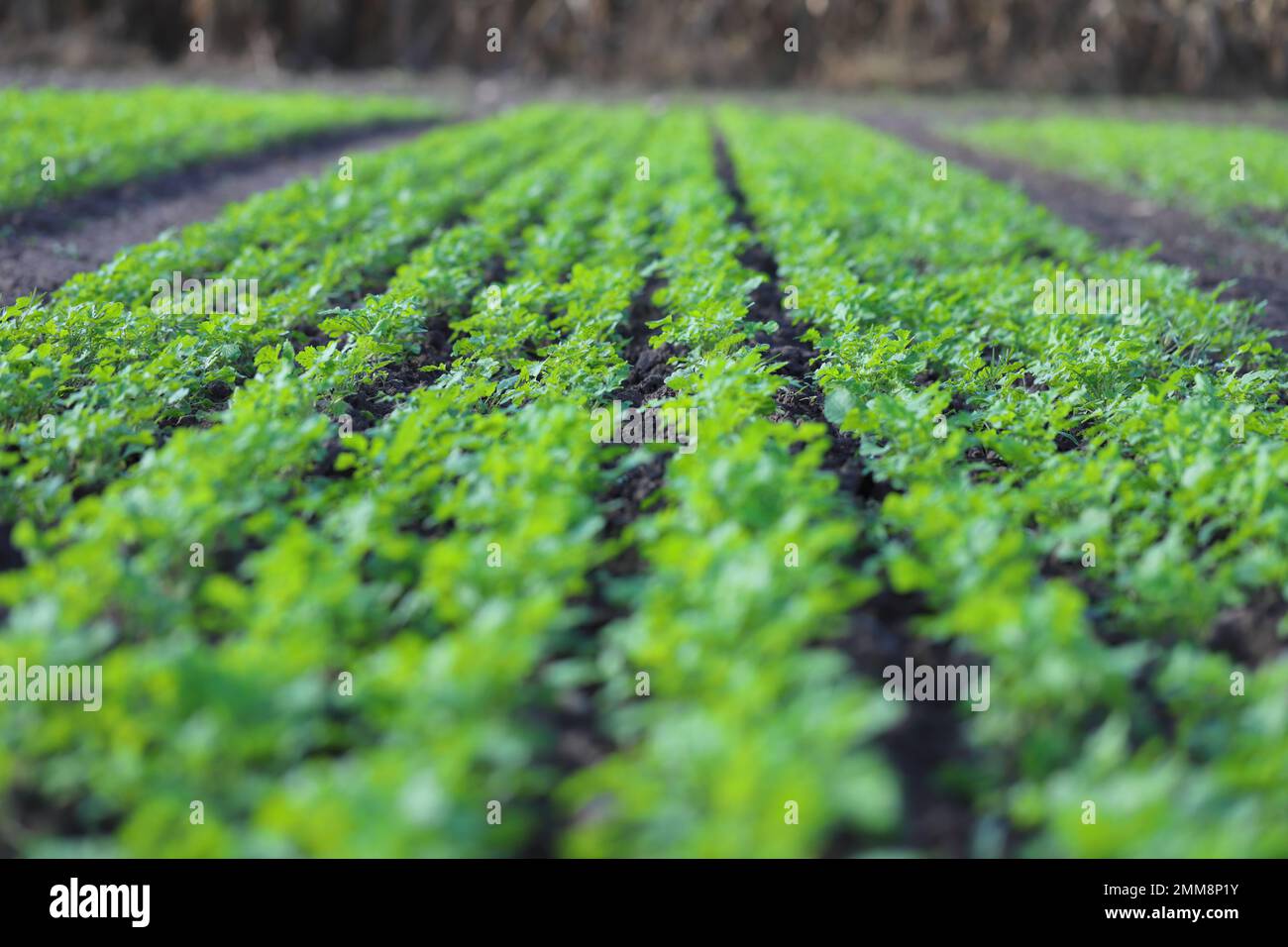 Herbst, Frühling, Ackerbau, Keimung von Winterkulturen, Senf, Rapssamen, Getreide. Stockfoto