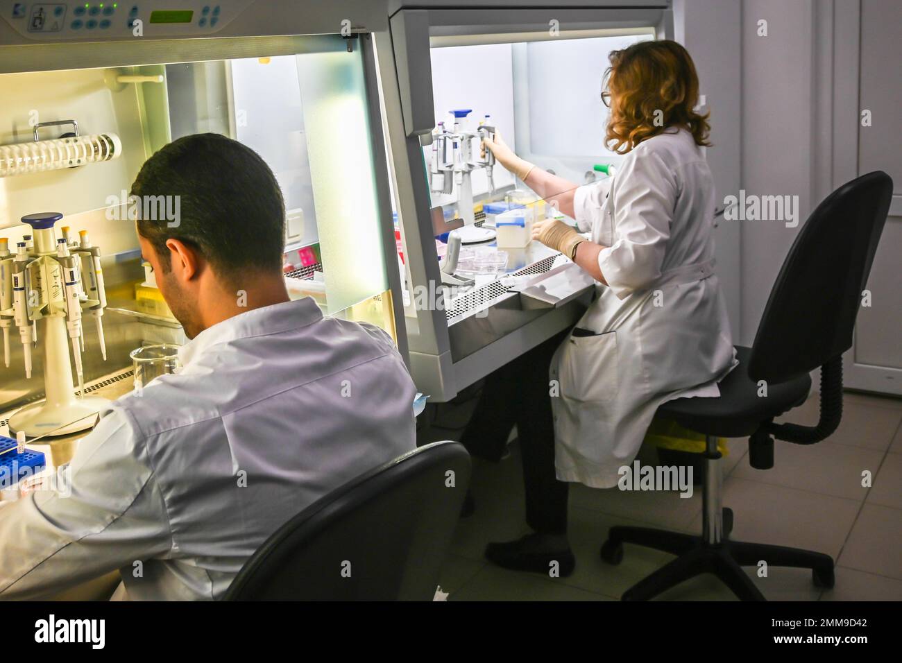 Die Arbeit des Forschers mit Zellkulturen in einer Laminarbox. Zelltechnologien in Biologie und Medizin. Stockfoto