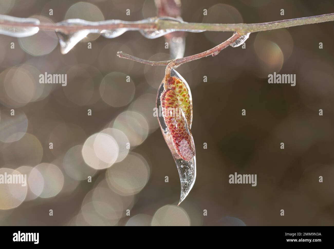 Gemeine Haselnuss (Corylus avellana), männliche Blumenkatzen, die nach dem überfrierenden Regen mit Eis bedeckt sind Stockfoto