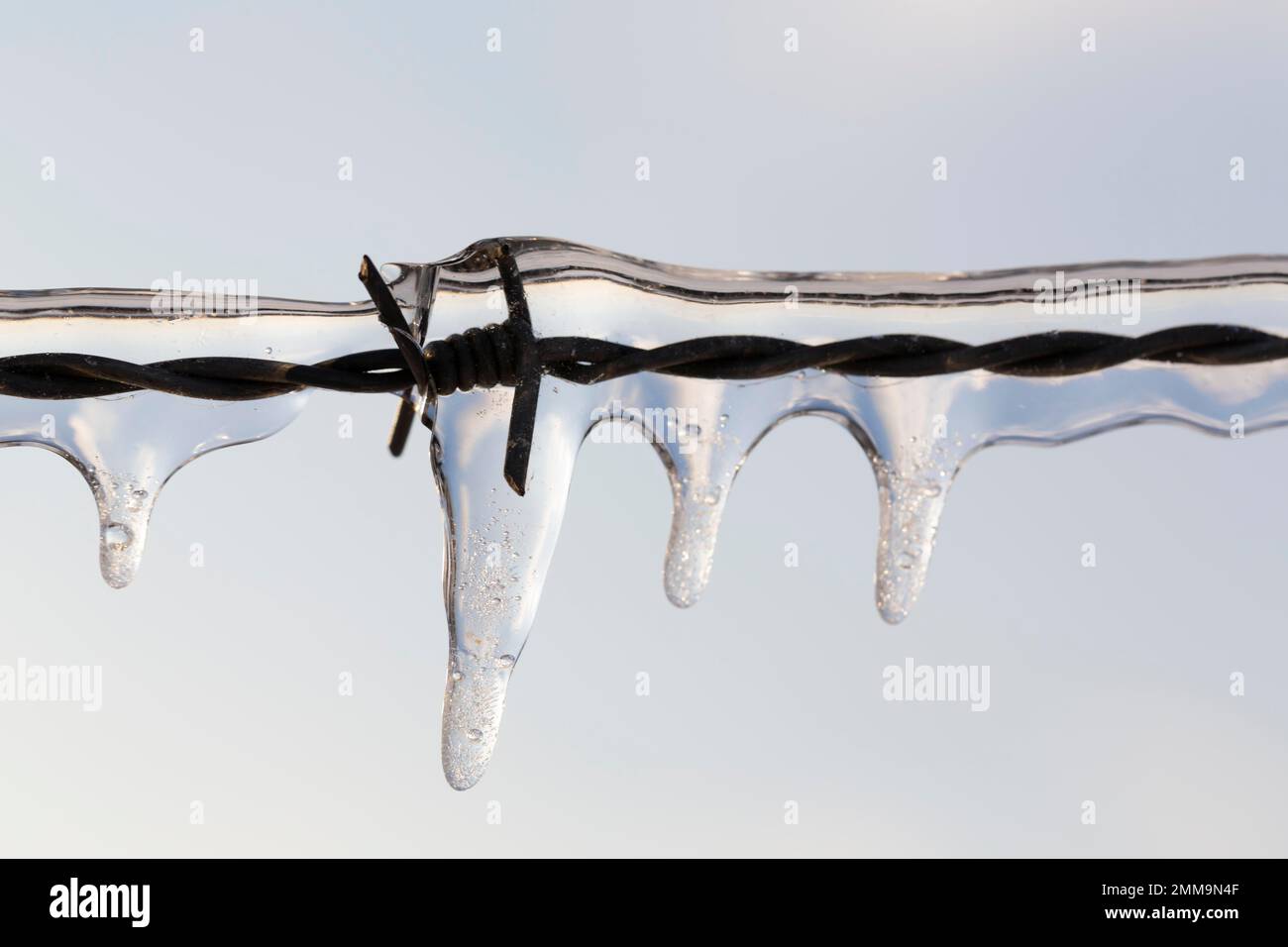 Eiskalter Stacheldraht, Stacheldraht nach überfrierendem Regen mit Eis bedeckt Stockfoto